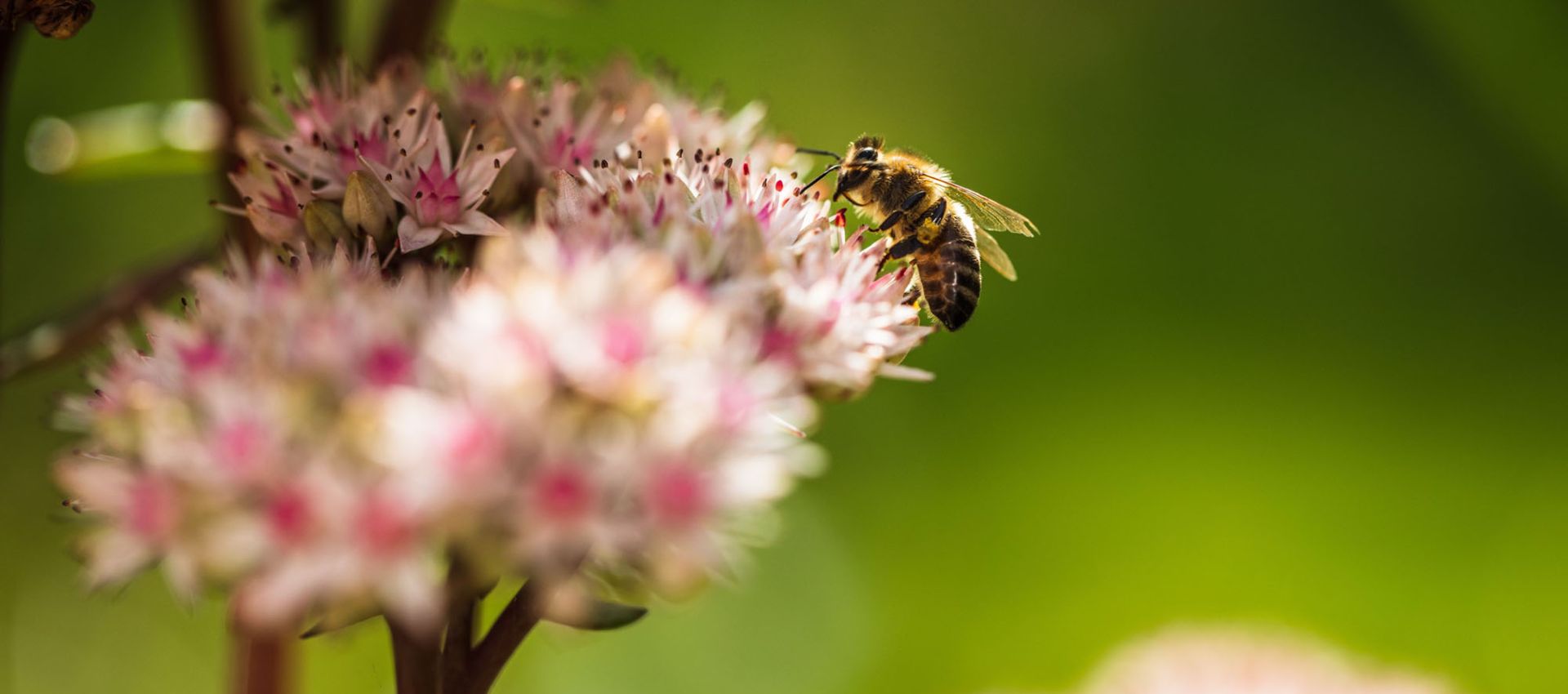 Bienenfreundliche Bepflanzung mit Biene auf einer Blüte