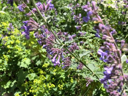 Projekt Hauch von London Blume