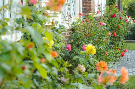 Projekt Gartengemeinschaft Detail Rosen